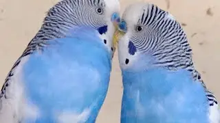 Love Birds | Australian Parrots | Budgies Breeding Pair | Budgies Family🦜🐦😘💕
