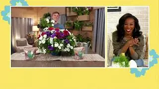 Roberta's 6-pc Trailing Trilogy July Petunias Live Plants on QVC