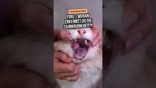 Betrifft fast jede 2. Katze! 🙀 Daran erkennst du die schmerzhafte Zahnkrankheit FORL. #katze #forl