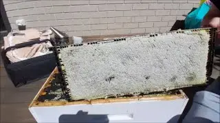 Ready For Honey Harvest - Episode 12