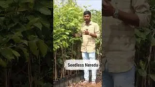 Seedless Neredu | Seedless Jamun Plants In Telugu | Neredu Plants In Telugu | Ashok Chakra Nursery