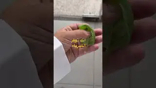 growing basil with my Click & Grow smart garden