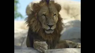 Th Lion King (like, Share and Subscribe for more free daily videos) #lion #king #lionsgate #wildlife