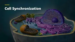 Harmony In Motion: Decoding Cell Synchronization (Malayalam Explanation)