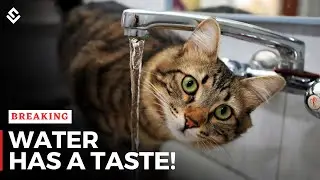 New Discovery! Water Has A Taste