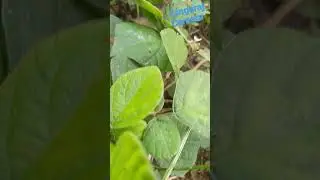 duana Pali  sort video