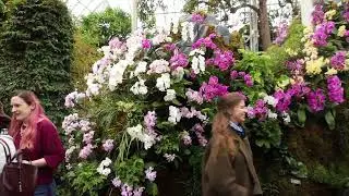 NY Botanical Garden,The Orchid Show,by Lily Kwong,