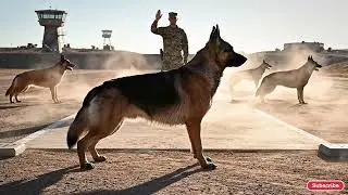 Elite K9 Training in Extreme Alpine Conditions | Military Working Dogs in Harsh Snow Missions