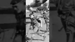 Спасение: Операция &laquo;Дракон Руж&raquo; #история #факты #рилс #тикток #fyp #youtubeshorts #рилс #зонавойны