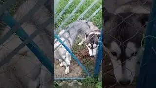 Скучалочки #huskies #huskyvideo #сибирскийхаски #хаски #хаскивидео