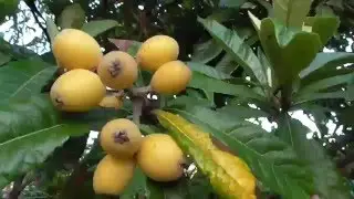The Mighty LOQUAT FRUIT TREE! - A Great Sub Tropical Choice
