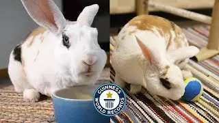 How many tricks can this rabbit do in 60 seconds?