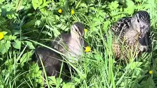 Sparrow Boy Happy to see me ! Mama Duck got only 2 Ducklings left and Get Bully by a Male!