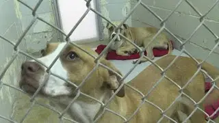Brown County Humane Society raising $3.2M for new building