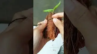 #orchidcare Don&rsquo;t Throw Away Your Orchid Until You See This (Keiki Rescue!)