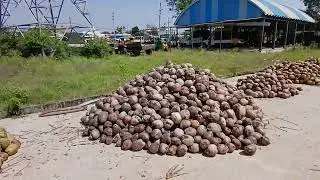 Glimpse of Coconut Market- Chelur....🥥 ಕಾಯಿ ಮಾರ್ಕೆಟ್ - ಸಂತೆ cheluru Rate 35 to 40per piece 