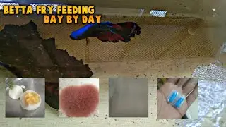 Betta fry feeding day by day process tamil