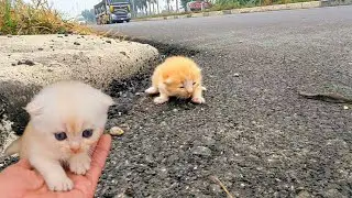 I adopt homeless kittens meowing on the side of the road, small rescued, kittens, little so cute,