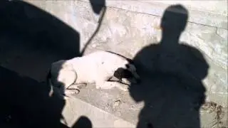 Puppy Rescue  Mission
