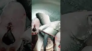 ready to cook#milkfish#short