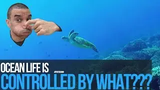 Ocean life is controlled by what??? - #FOTD289