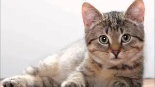 RP Cat Podcast EP 3 