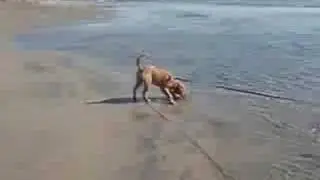 Lily's First Beach Day