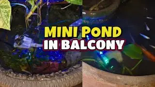 Beautiful Mini Pond for balcony | Life with Ismats #ponds #balcony