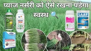 Onion nursery protection | how to control onion nursery disease | metalaxyl, mancozeb thiamethoxam |