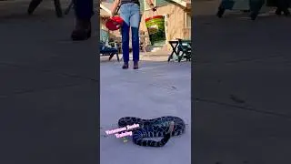 Venomous Snake Training 🐍 Learning to safely do it right