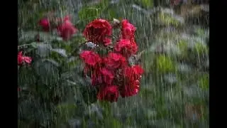 Awesome sound of Rain and the beauty of rain drops | KRMEDIA