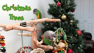 Parrots Playing on Tree by the Christmas Tree