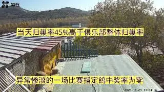 最惨淡的一场比赛，状态好的都不见踪影了。 #养鸽人 #信鸽赛鸽 #因为热爱所以坚持