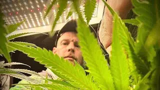 GROWING FOR YIELDS | Blue cheese 🧀 & Bubba Kush🌱 Update | stealth grow tent ⛺️ series 1