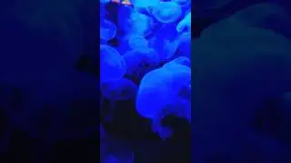 Blue Jellyfish| AuralZenith| Subscribe:)