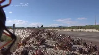 Nevada confronts invasion of blood-red crickets