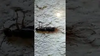 Cracks treatment with residue dust be able to flush a lot of pests.