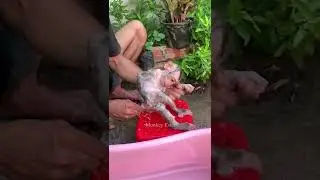 Dad took a bath for adorable monkey Sabi.