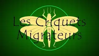 Un tour du monde des insectes comestibles - Les Criquets Migrateurs