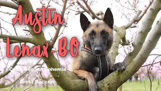Malinois dogs tricks | Austin Lenax-BO