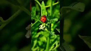 &ldquo;The name &lsquo;ladybug&rsquo; was coined by European farmers
