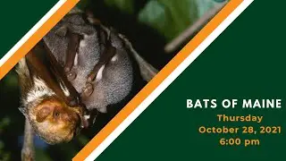 Bats of Maine