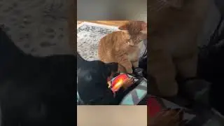😂 Pets and Their Silly Antics: Get Ready to Laugh! Part1