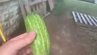 Odd Cuke & Rooster bathing