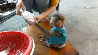 Monkey Donal Do Look Like Want Help Mom Grill Fish For Lunch