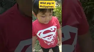 Wild pig in Philippines