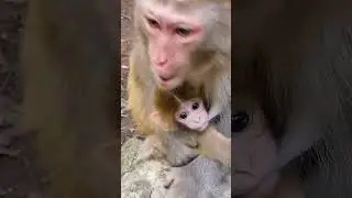 Up Close with Wildlife: Monkey Encounters 🐒 | Protecting Our Natural World