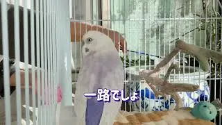 葉っぱよりお寿司が食べたい【超お喋りインコ】