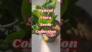 Vinca Seeds collection😍 | सदाबहार के बीज़| How To Grow Sadabahar From Seeds #shorts #viral #trending