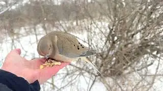 Hand-feeding Birds in Slow Mo - American Tree Sparrow, Mourning Dove, Chickadee, Nuthatch, Tufties